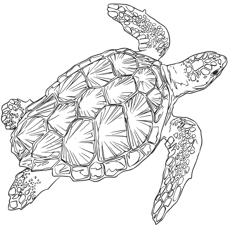 Turtle Logo